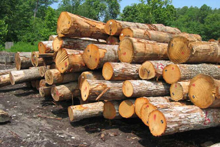حدنصاب تراز دعوت به مصاحبه دکتری حفاظت و اصلاح چوب