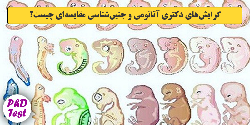 گرایش های دکتری آﻧﺎﺗﻮمی و ﺟﻨﻴﻦﺷﻨﺎسی ﻣﻘﺎﻳﺴﻪای